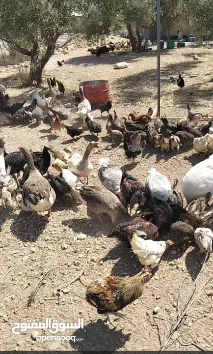 بسم الله ما شاء الله تبارك الله  متاح للبيع  جاج بلدي  حبش  وز  بط  فرعوني   الموقع الكرك ادر