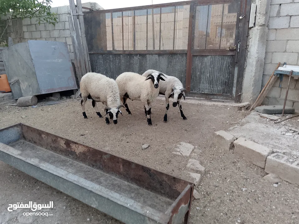 خرفان أضاحي قبرصي للبيع