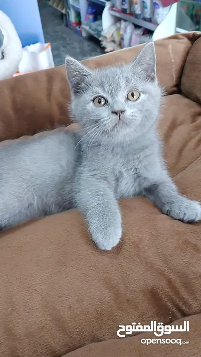 British Shorthair