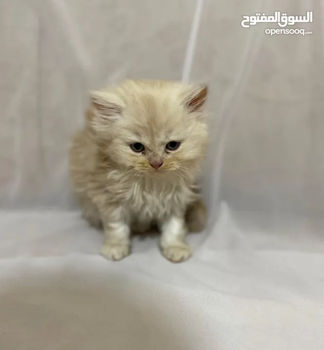 قطط للبيع النوع شيرازي لعوبين جدا