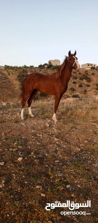 مهره بنت إبن غيلان قطعه فل