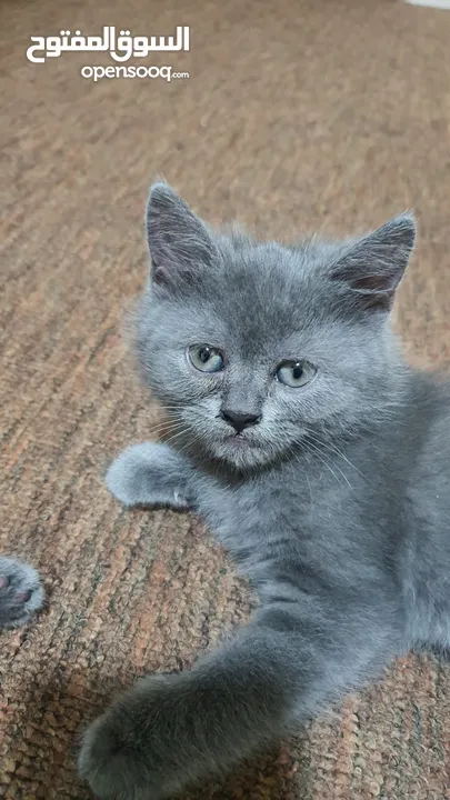 Scottish fold Pure  سكوتش فولد بيور