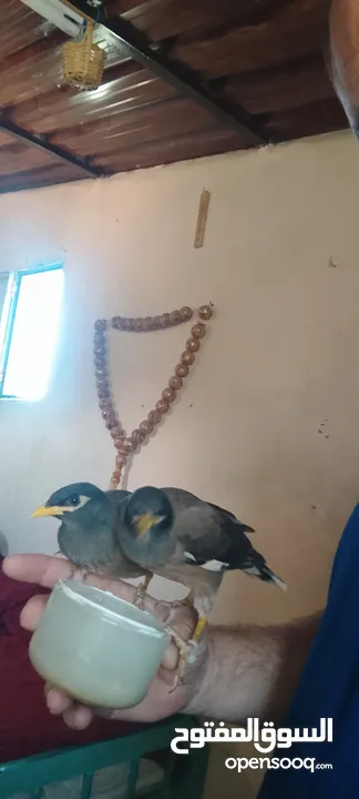 افراخ مينا للزق اليدوي
