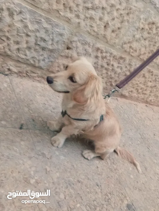 كلب كوكر سبانييل انثى عمرها 6أشهر لعوبة ذكية كيووووت لونها كابتشينو حلوووو حجم ميني للبيع