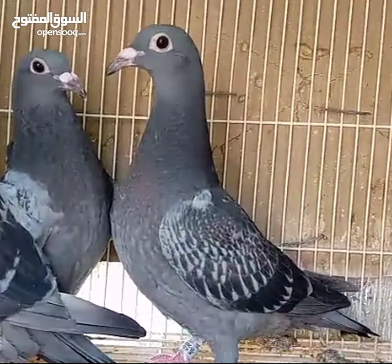 زاجل سباق أجواز منتجة وطبات جاهزة أبطال الابطالTob طيور نخبة تصليح وفوز من هواه أبطال المملكة للزاجل