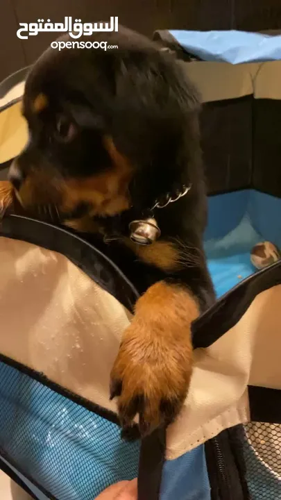 Rottweiler روت وايلر