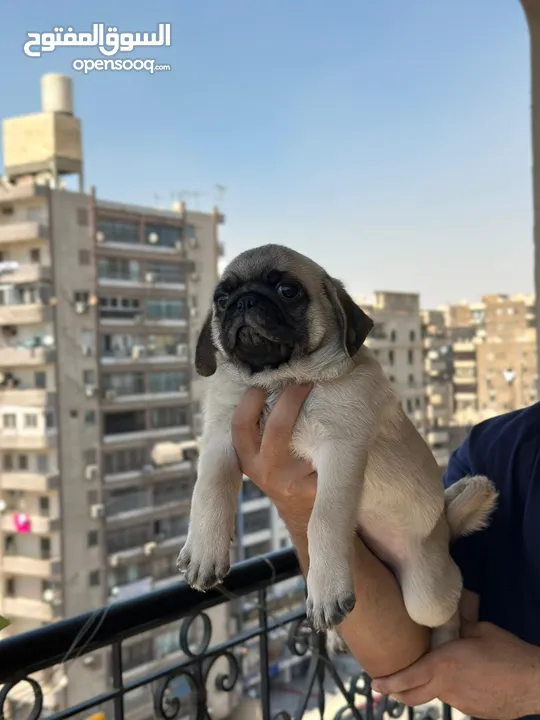 جراوي بج، pug puppies
