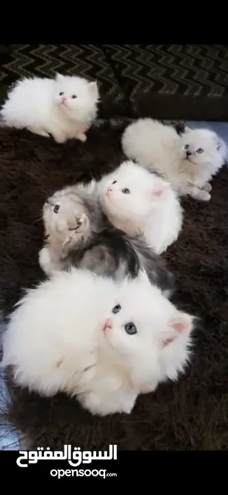 5 قطط 2 ذكور و3 اناث عمرهم 40 يوم