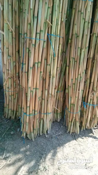قصيب للبيع جميع الاحجام والاطال كل ما يلزم المزارعين والمشاتل  والمعرشات والديكورات