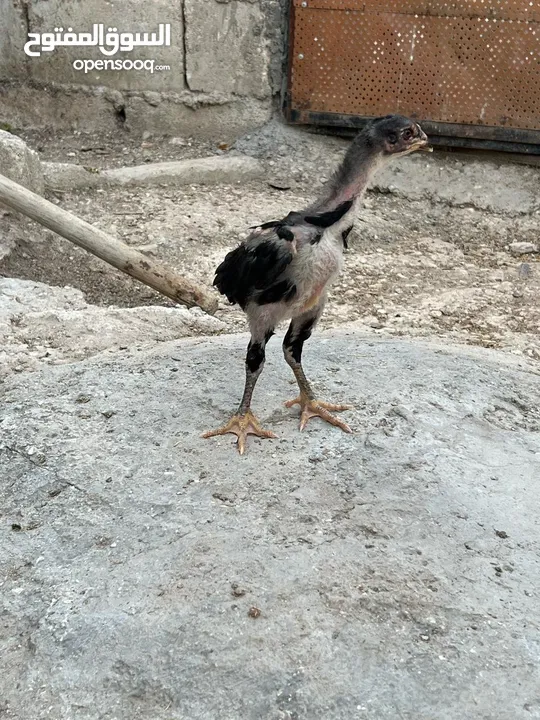 فراخ دجاج براهمي جميع الانواع البزرة الاصليه وباكستاني ماخذات جميع المطاعيم