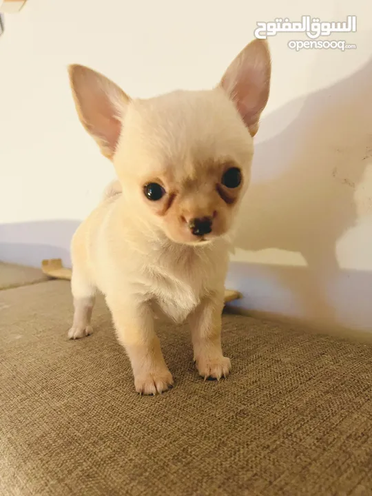 FOR SALE !!!!!!!! FOR SALE !!!!!!! - PURE CHIHUAHUA   3 male (3mos)
