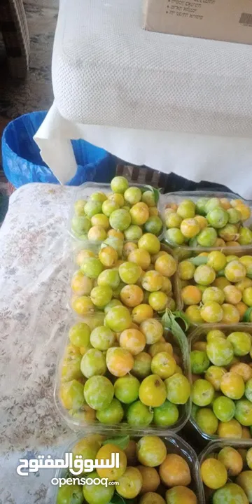 خوخ اصفر حبكا
