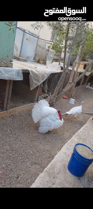 ذكر وانثيتين حبش للبيع
