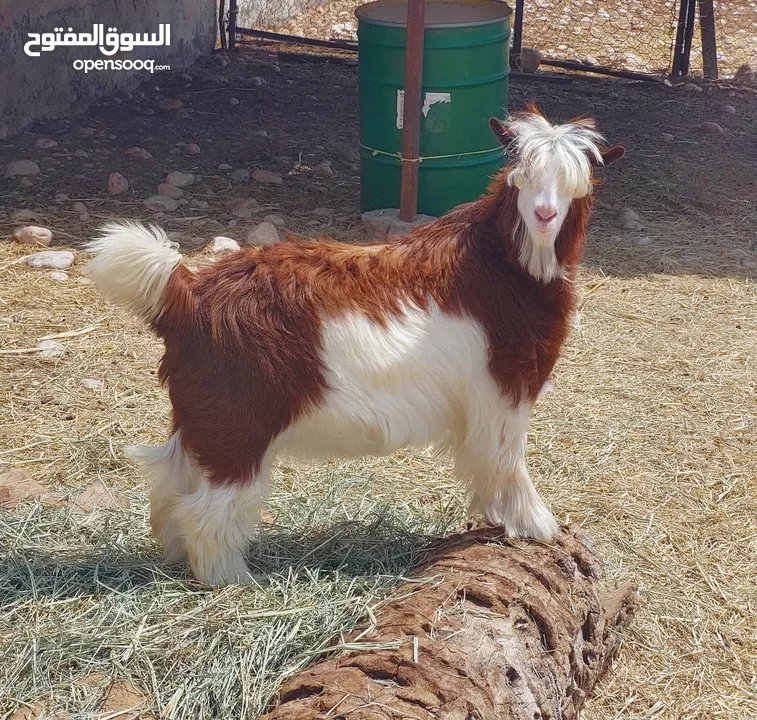 مجموعه من حلال الرحوب الفاخر معرفات مستوى قوي للبيع مفرد او جمله الجاد فالشراء تواصل على الواتساب