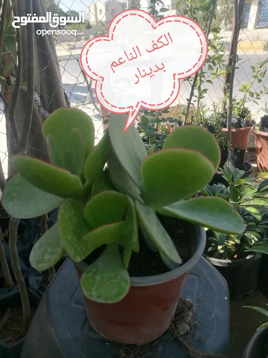 اشتال للبيع يتوفر اشتال منوعه وجميله