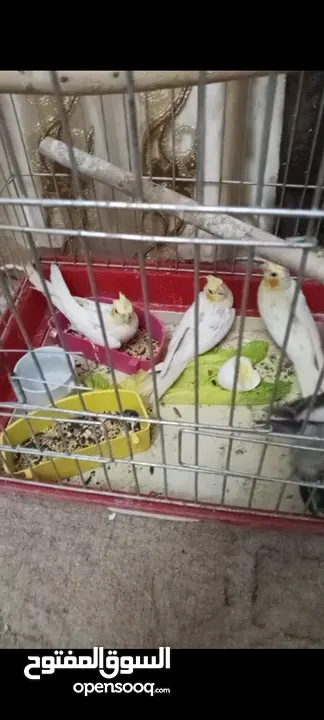 الرصيفه جبل الشمالي