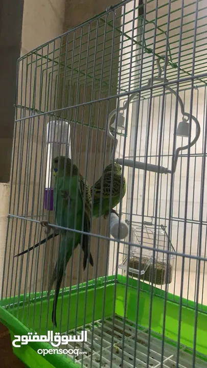 إعلان بيع بيت عصفور واسع ومجهّز بالكامل!  فقط مع جميع المستلزمات ومع بيت خشبي للشتاء