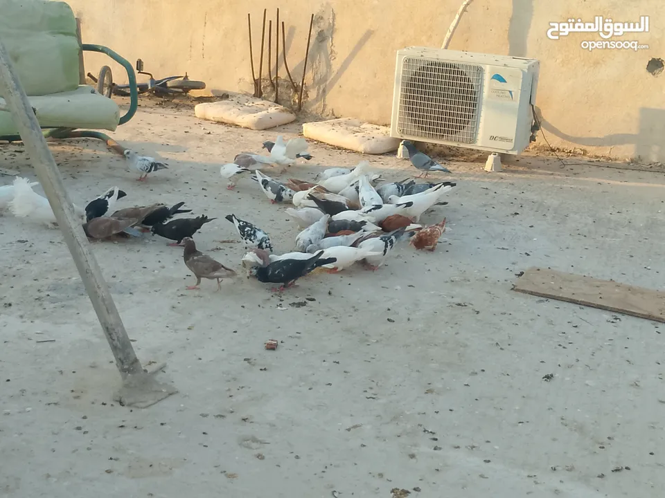 حمام للبيع في الزرقاء العالوك بجانب بقالة الصقر التواصل عبر الواتس اب
