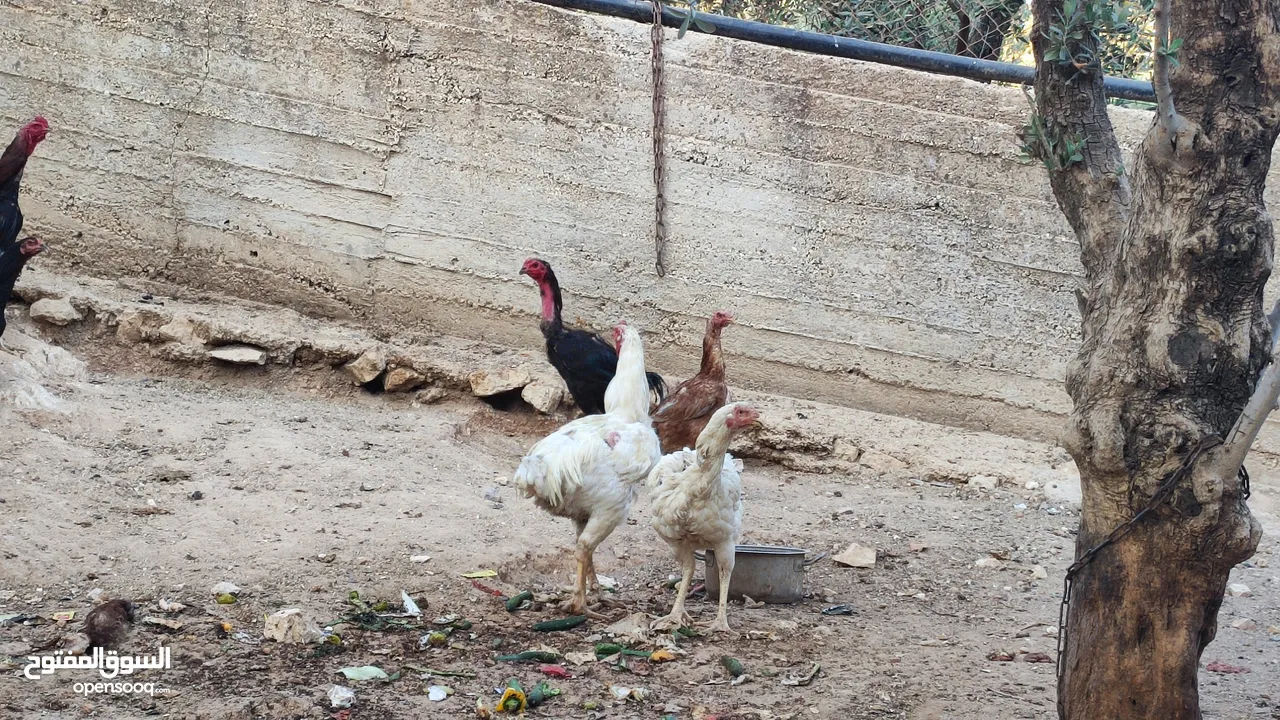باكستاني نخب