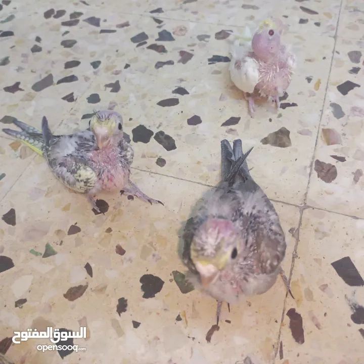 انثى كوكتيل للبيع اربد مجمع بيت راس سوق الباله