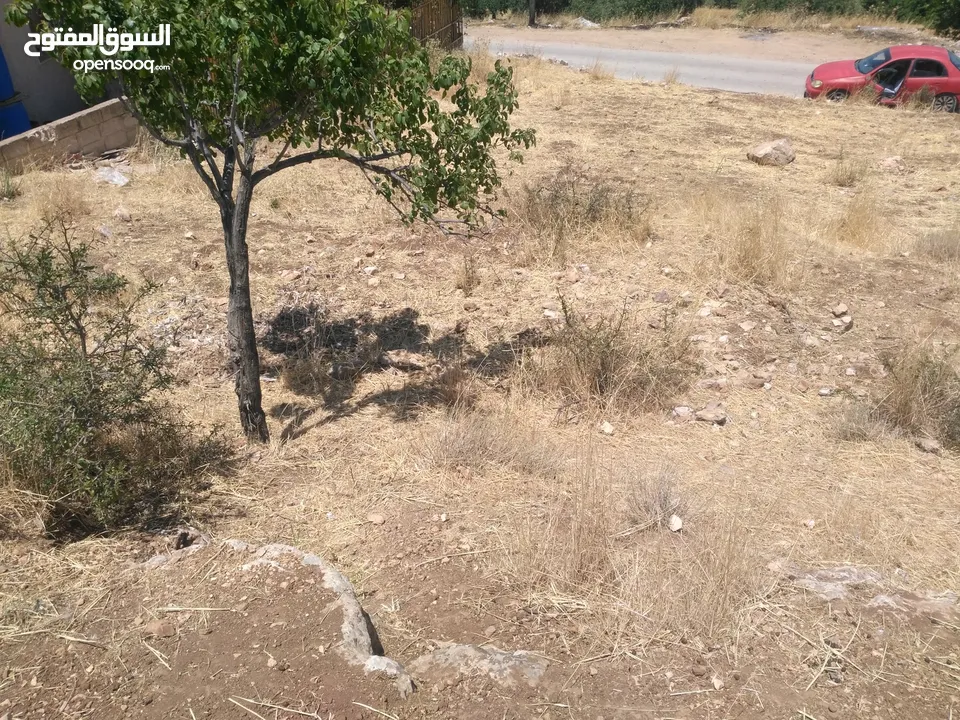 ارض للبيع في عجلون (صخرة)