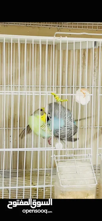 طيور حب بادجي