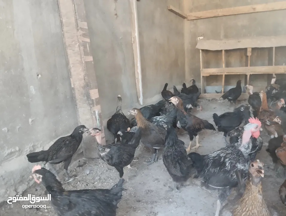فراخ بلدي للبيع