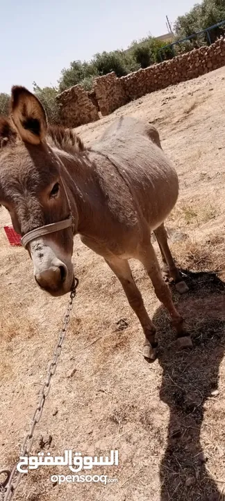 جحشه للبيع انثى  المفرق دير الكهف  السعر 50