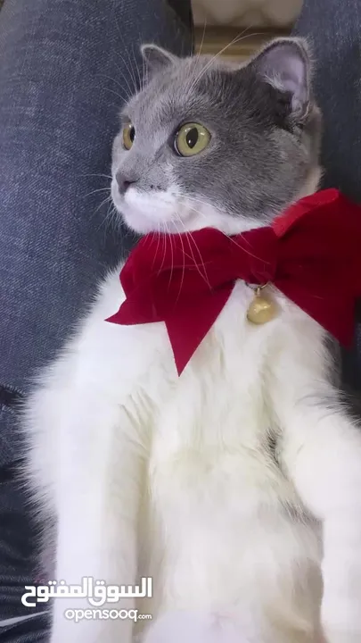 قطط سكوتش فولد موقي للبيع ‏Scottish Fold Moogie Kittens