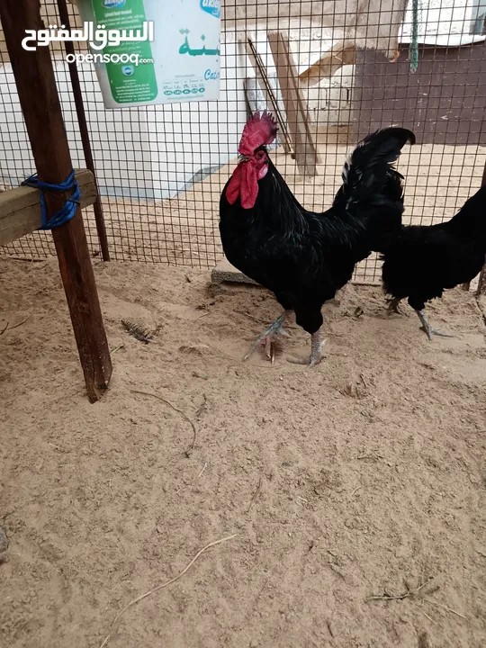 دجاج تهجين لوهمان وجيرسي الأسود