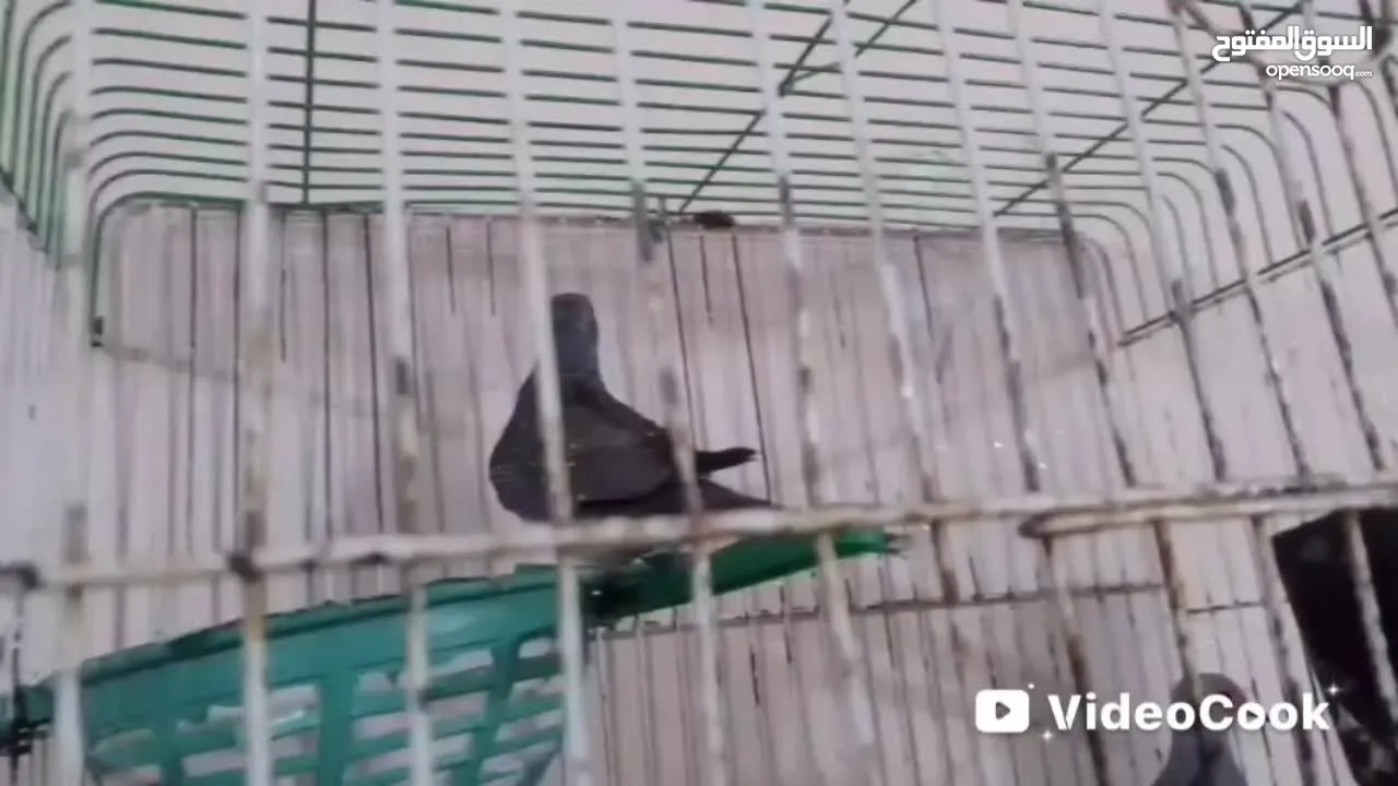 مجموعة طيور جواز كلها شغاله أن شاء الله