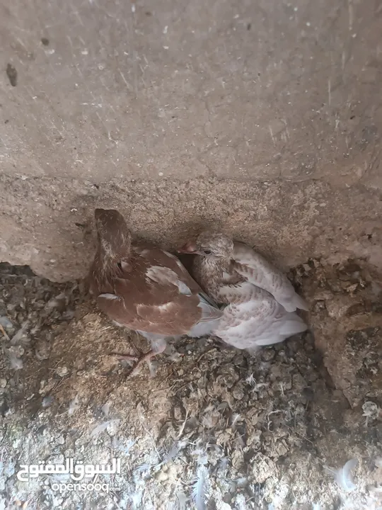 حمام مشكل للبيع  مستعجل  اقرا الوصف عدد 37 بيع مستعجل