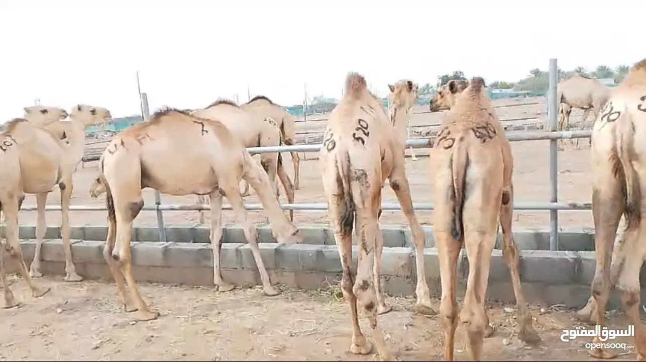 قعدان مراعي الجنوب مزرعه قرن الكبش كذلك يتوفر نص ذبيحه قعود