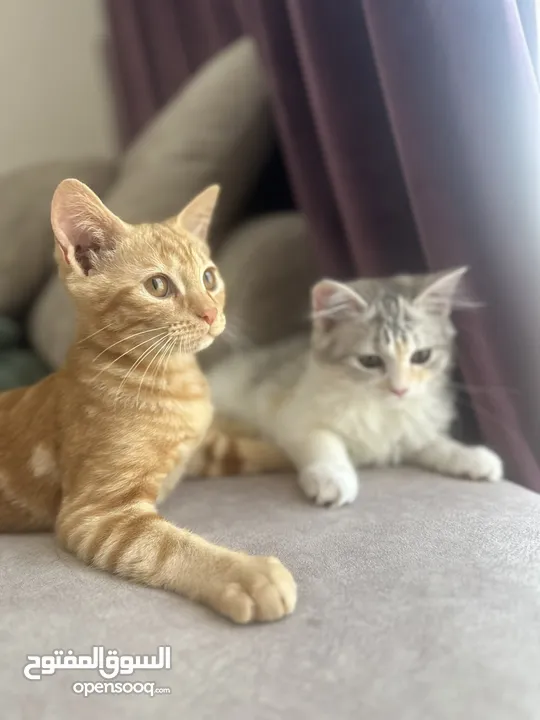 2 lovely kittens