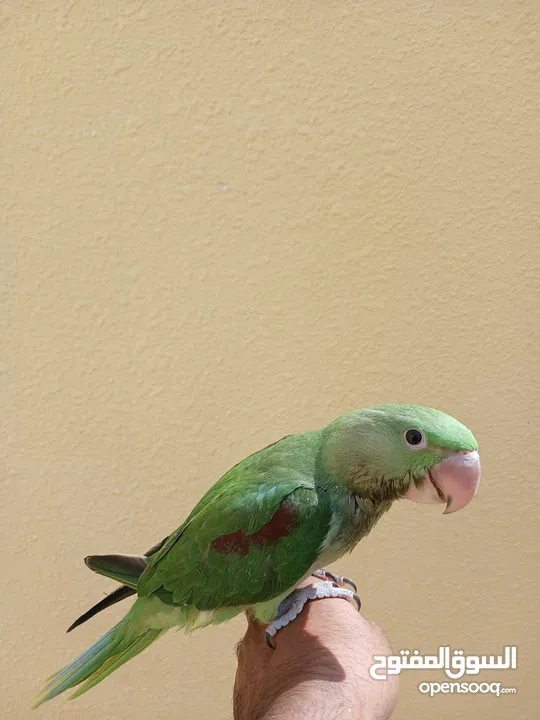 Alexander Nepali parrot