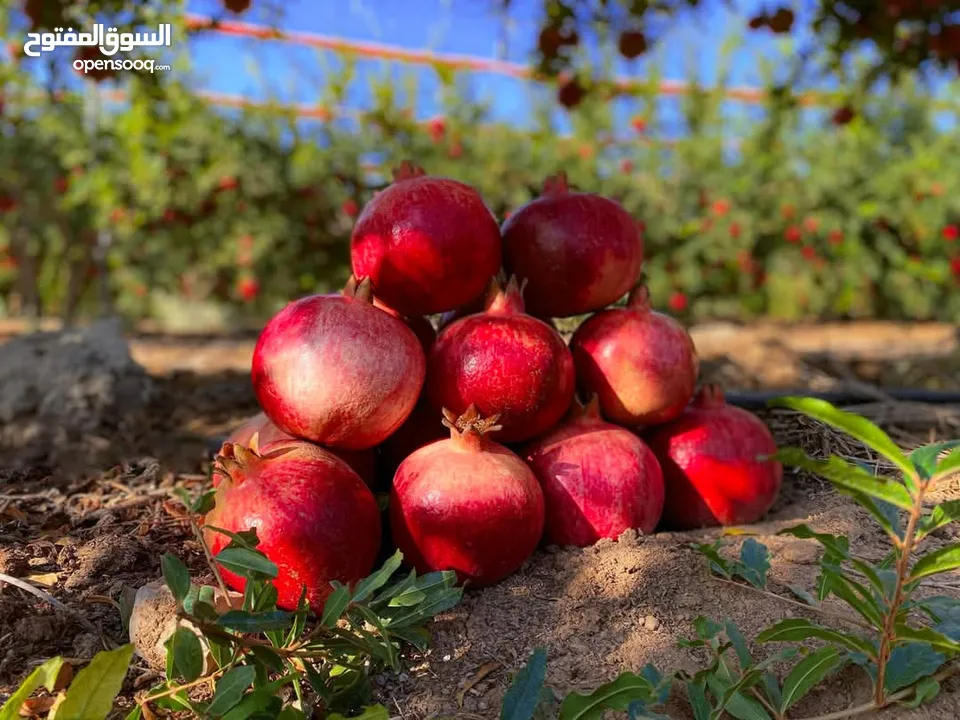 شروة دبس رمان بلدي للبيع