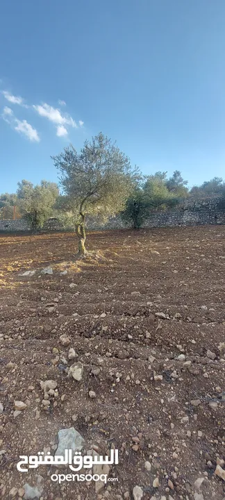 قطعة أرض مرتفعة ذات إطلالة رائعة ومزروعة بشجر زيتون بالكامل