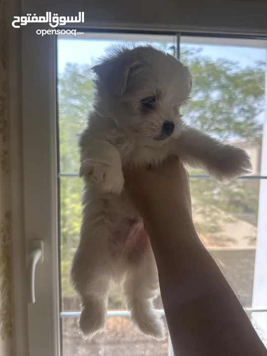 Maltese puppy’s available