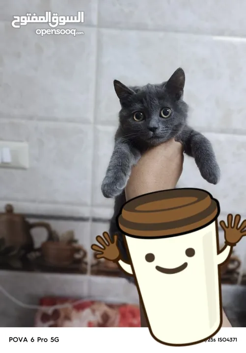سكوتش ستريت  من ام واب سكوتش صنف عالي