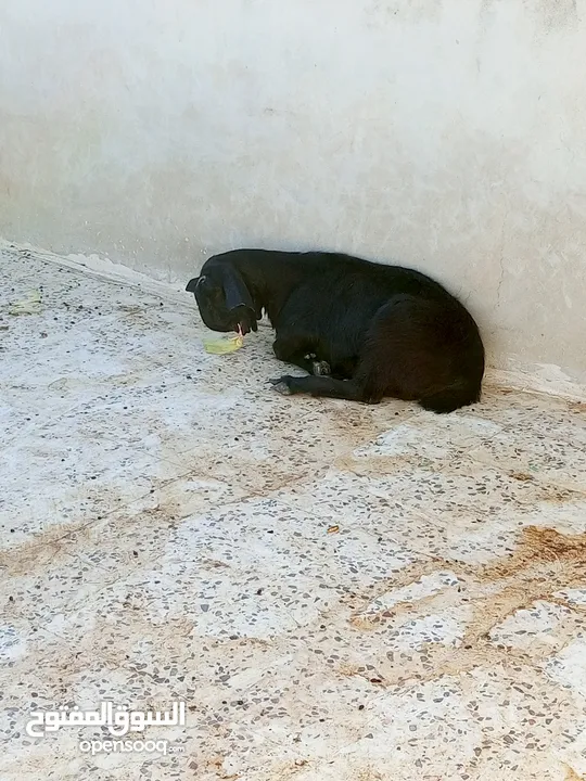 سخلتين شاميات ثنايا