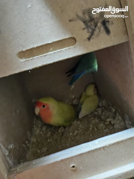 جوز روز معاهم فرخ عمر ست اشهر