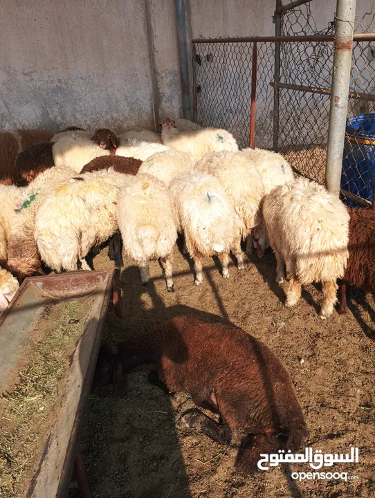 ذبيح للبيع طيبه سمان عزيمه ثلاجه خرفان طيبة هرفي جذع وتساب اتصال لتوصيل جميع مناطق قطر سوري بلدي