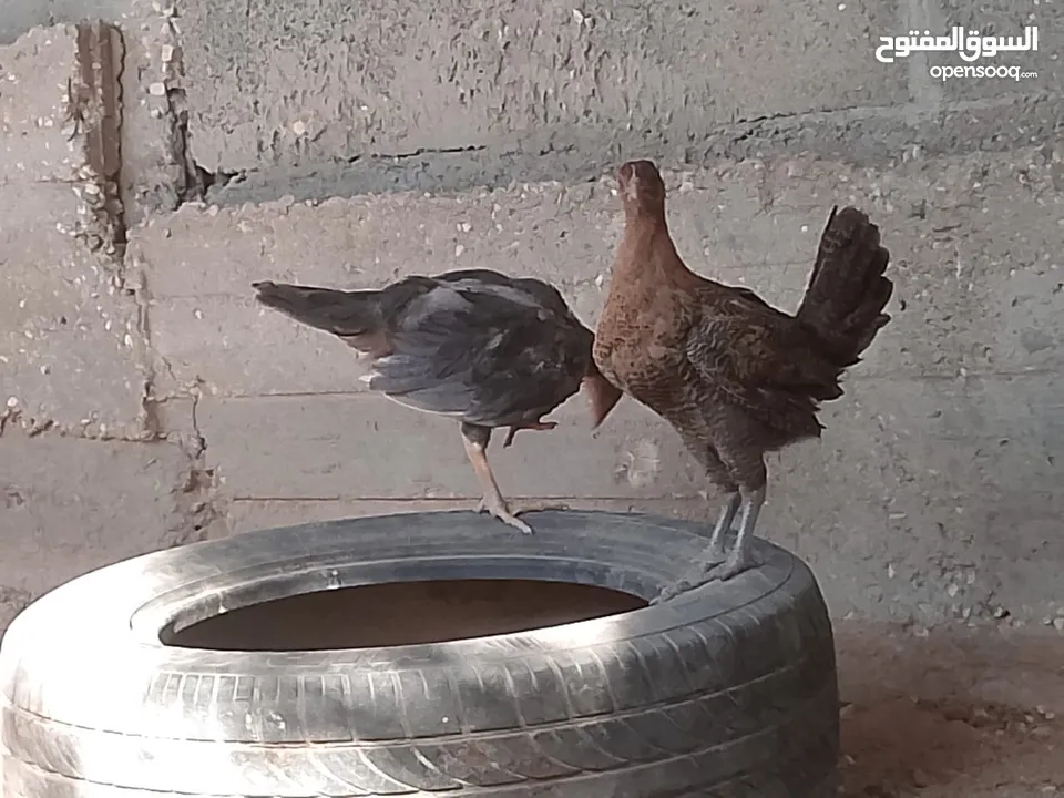 فراخ للبيع