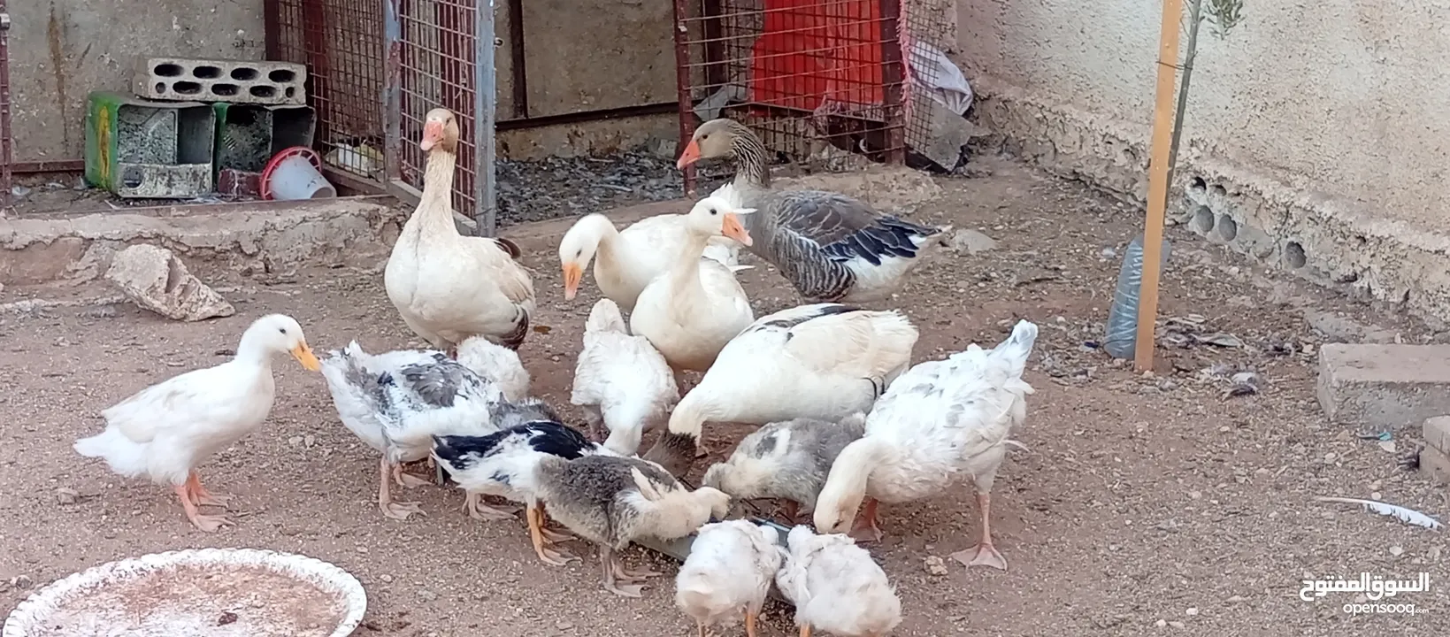 موجود وز وبط قطعه وحده