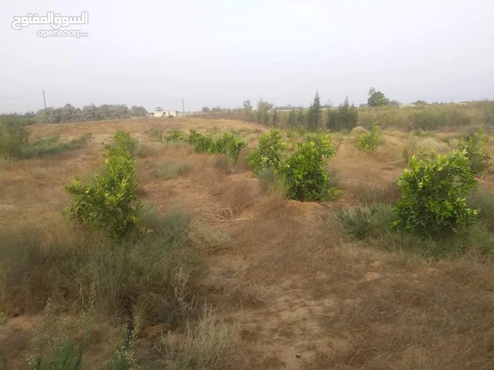 مزرعه 2 هكتار بمدينة الزاويه بسعر مناقس