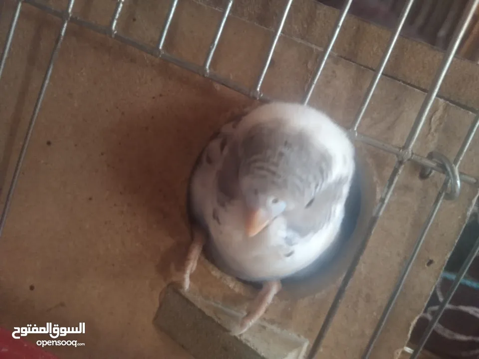 عصافير حب بادجي 2 مع القفص