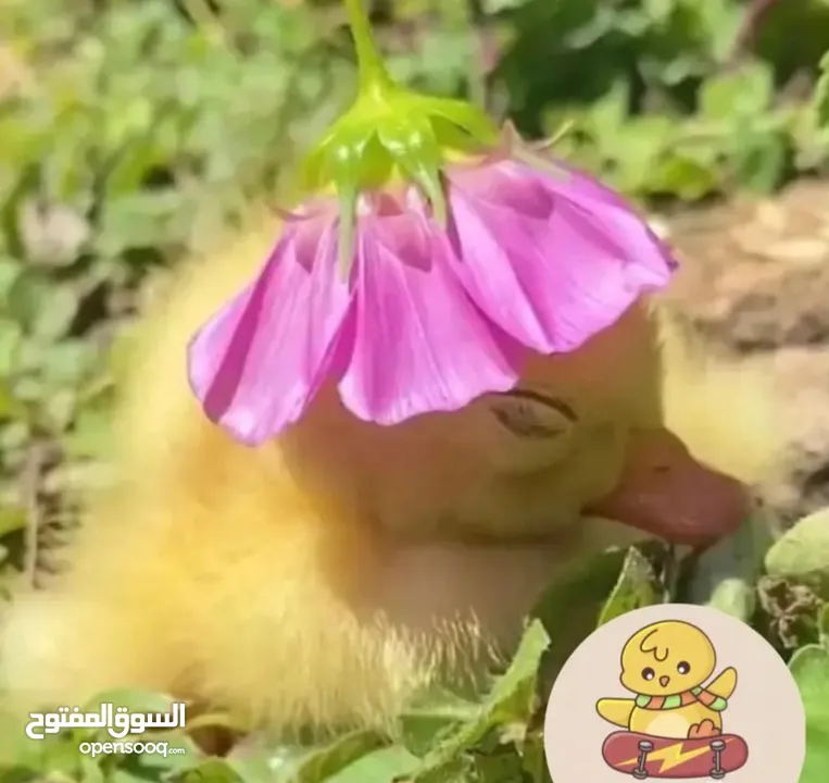 كتاكيت بط صغيرة  (( متجر الكتكوت الصغير ) )