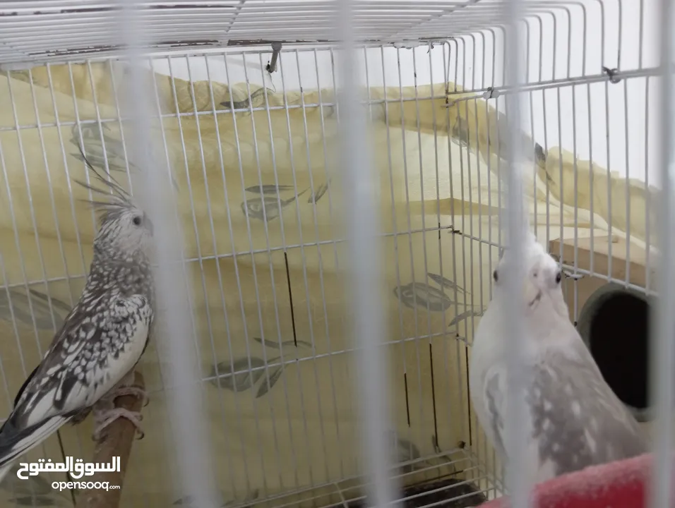 جوزين شغالات