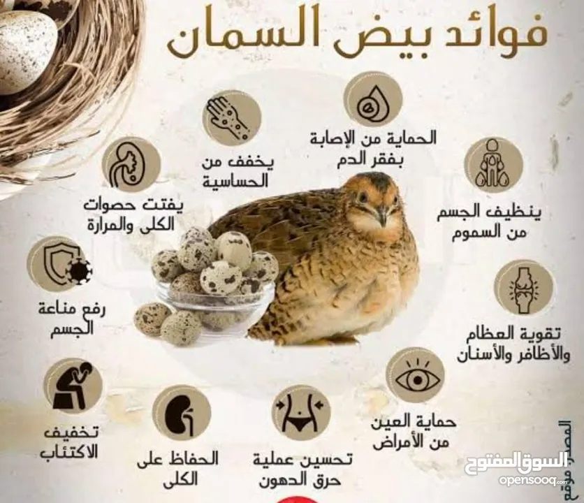 بيع السمان او الفري و لحم فري طازج و بيض فري