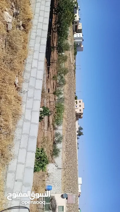 فيله للبيع